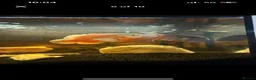 Cichlids fish for sale: 3 Cichlids and 1 Cat fish - Advert 4