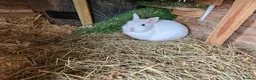 Netherland Dwarf rabbits for sale: Blue eyed white netherland - Advert 4