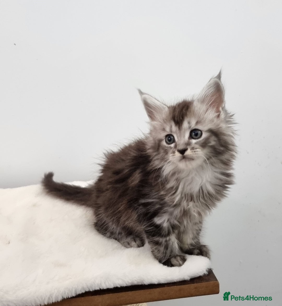 Maine Coon cats for sale: Pedigree Maine Coon Kittens GCCF REGISTERED  - Advert 13