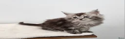 Maine Coon cats for sale: Pedigree Maine Coon Kittens GCCF REGISTERED  - Advert 17