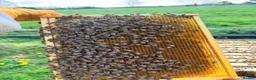 Mixed Breed invertebrates for sale: 6 Frame Overwintered National Nucleus of Bees 2027 - Advert 20