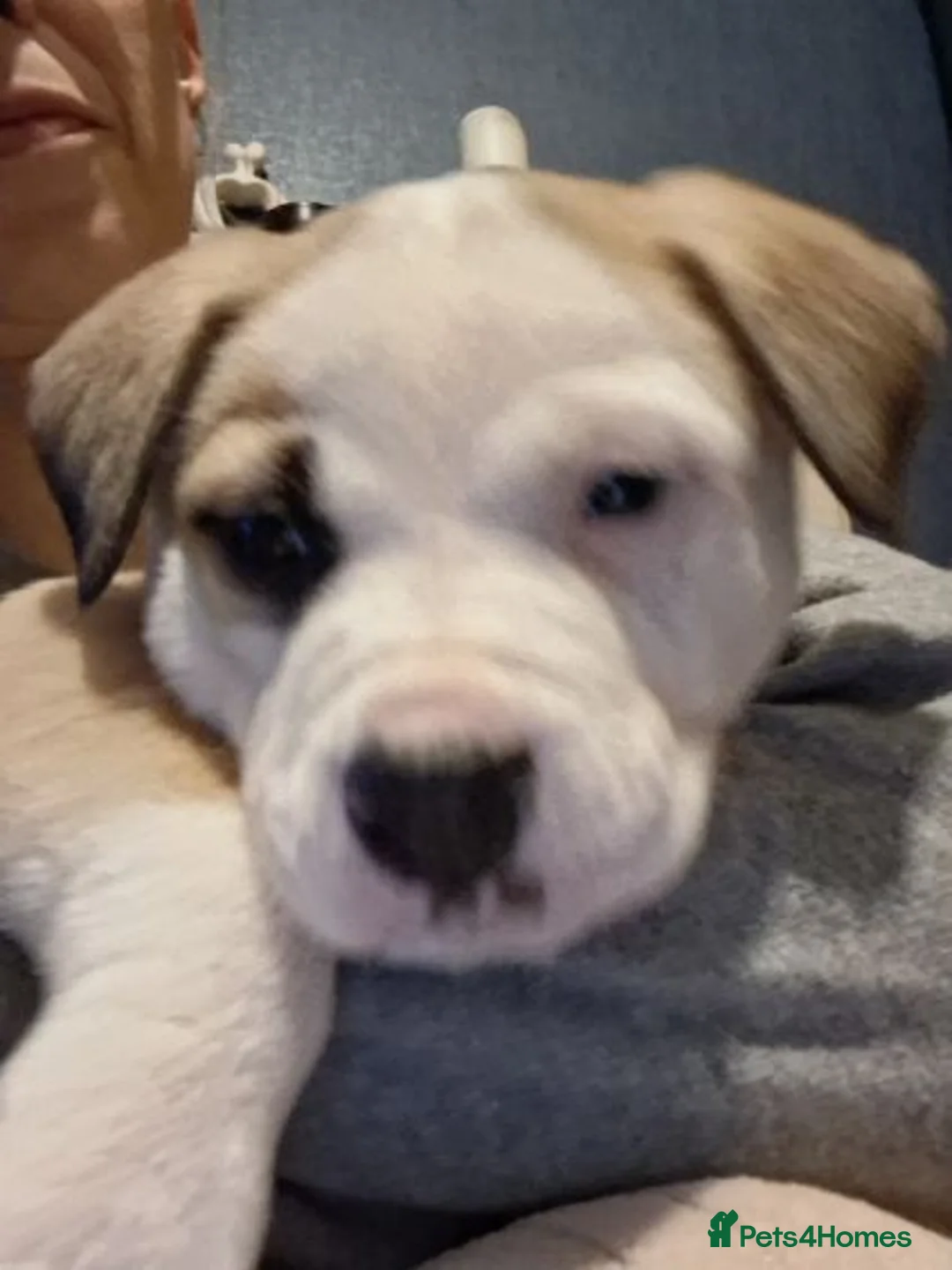 Mixed Breed dogs for sale: Akita x American staff puppies for sale  - Advert 9