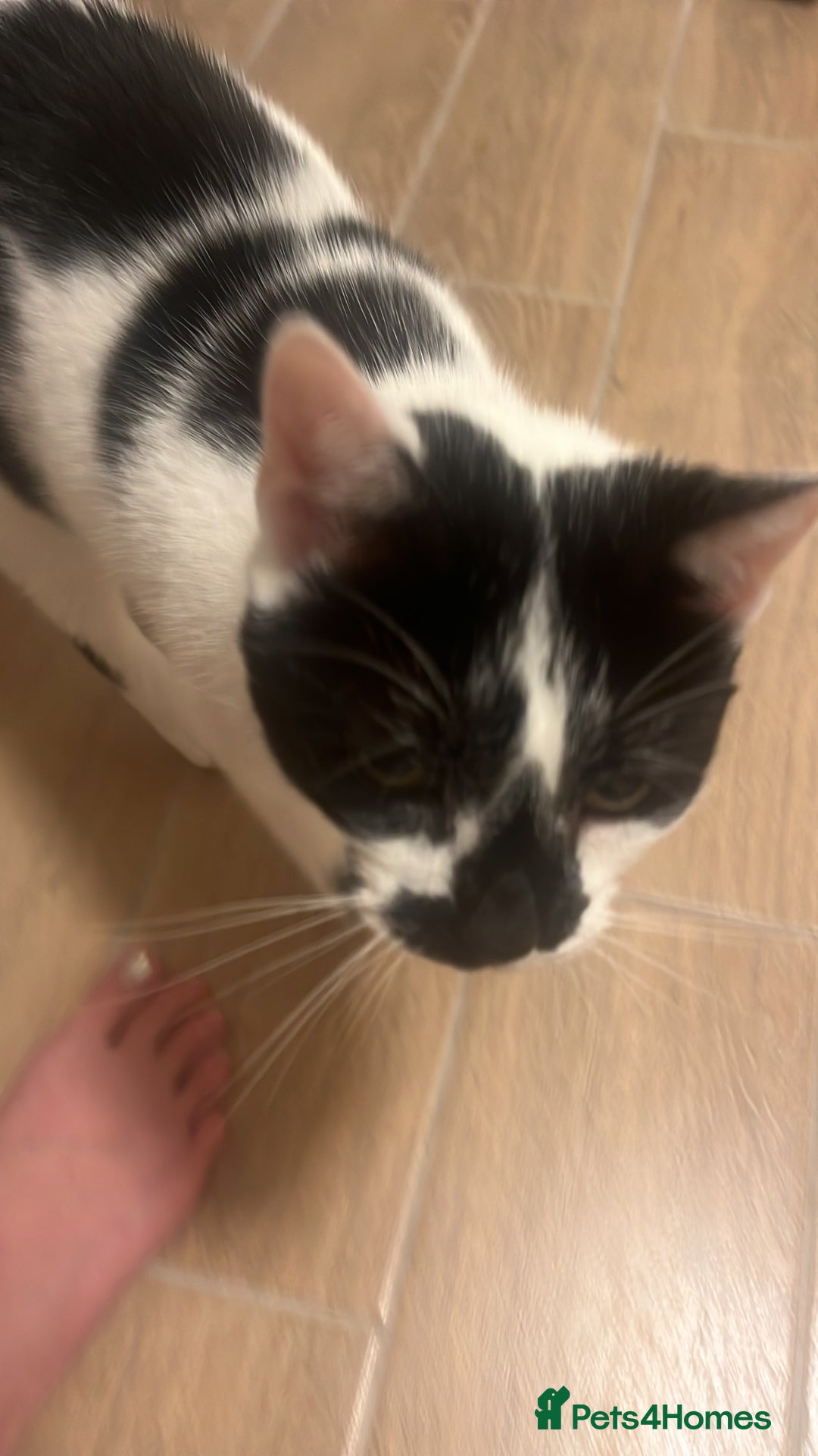 Domestic Shorthair cats for sale: 2 beautiful babies  10weeks old - Image 7