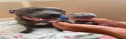 Staffordshire Bull Terrier dogs for sale: KC-QUALITY BLUE STAFFORDSHIRE BULLTERRIER PUPPIES - Advert 25