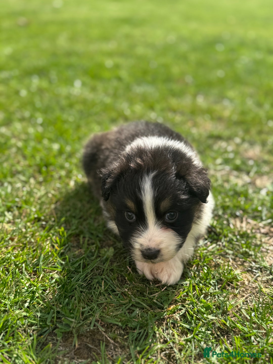 Australian Shepherd dogs for sale: 5 KC registered Australian Shepard puppies - Image 13