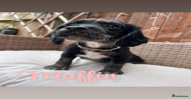 Cocker Spaniel dogs - Advert 6