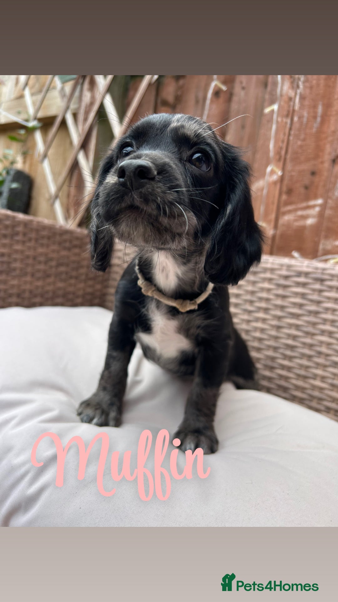 Cocker Spaniel dogs for sale: *1 Puppy left* Cocker spaniels READY TO LEAVE  - Image 1