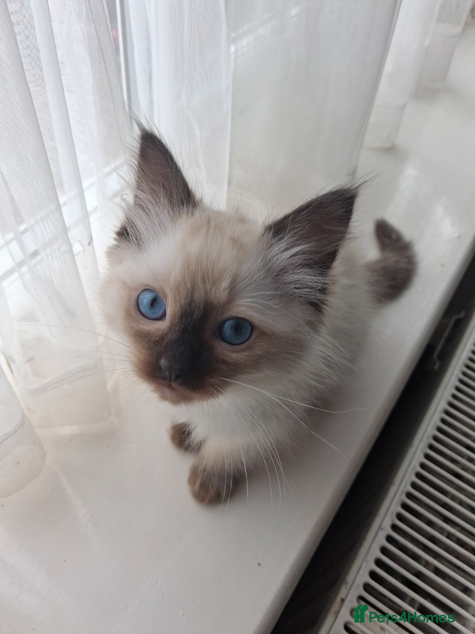 Ragdoll cats for sale: Ragdoll kittens ready 11th June after vet check - Advert 5