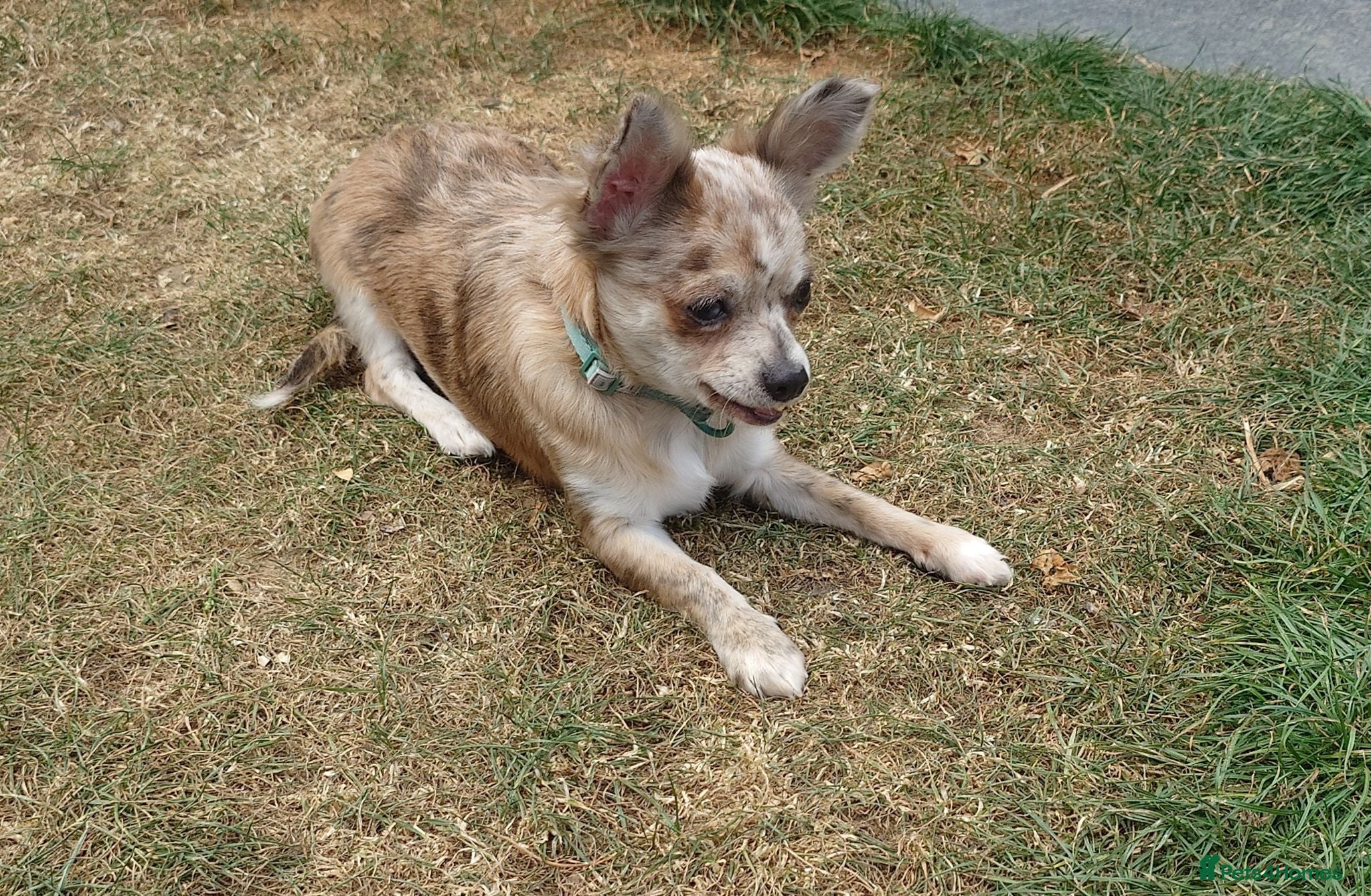 Chihuahua dogs Chihuahua girl blue+lilac merle on cream 5m - Advert 14