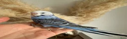 Budgerigars birds for sale: Hand Tame male baby budgies   - Advert 5