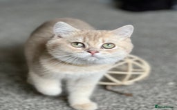 British Shorthair cats for sale: Stunning British shorthair NY 12 kittens - Image 22