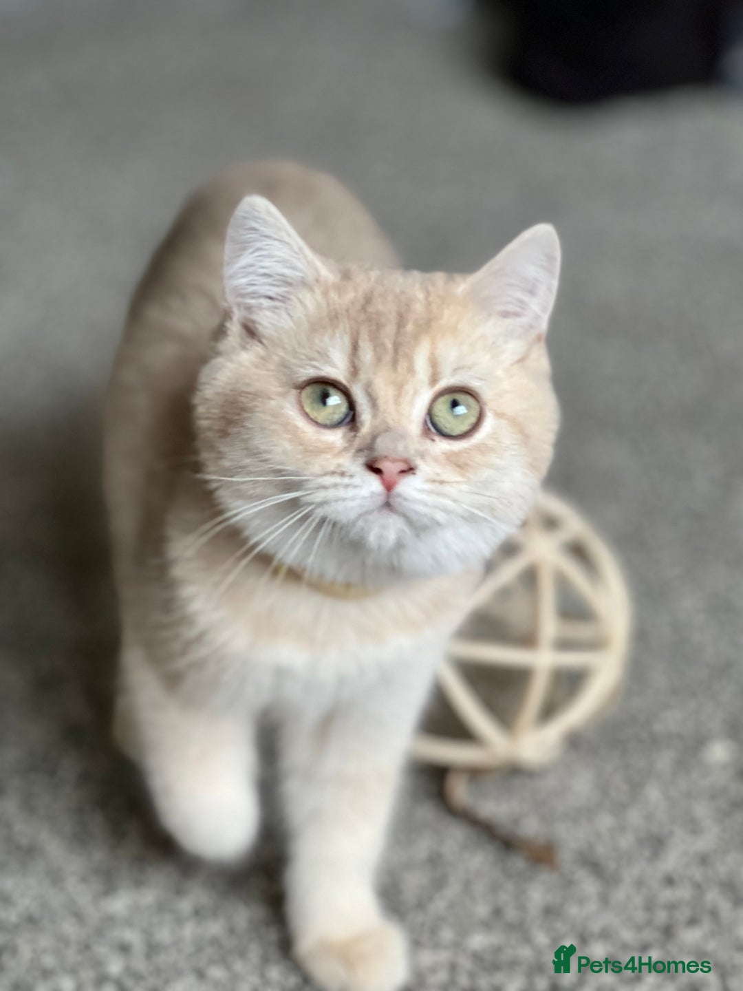 British Shorthair cats for sale: Stunning British shorthair NY 12 kittens - Image 22