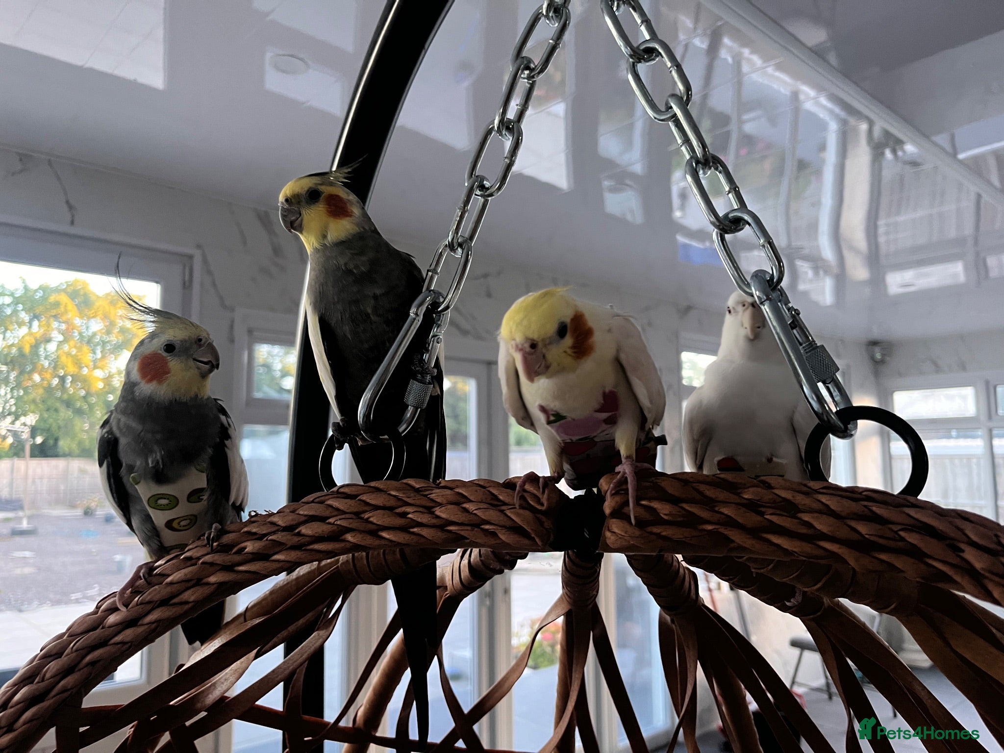 Cockatiels birds 4x mixed coloured cockatiles - Advert 14
