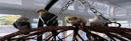 Cockatiels birds for sale: 4x mixed coloured cockatiles - Advert 1