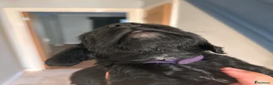 Purple collar Cocker Spaniel 4