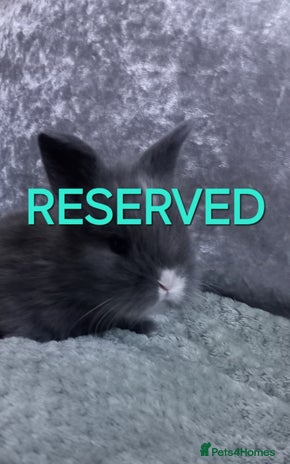 Mixed Breed rabbits - Advert 6