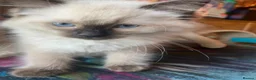 Ragdoll cats for sale: Adorable Ragdolls  - Advert 17