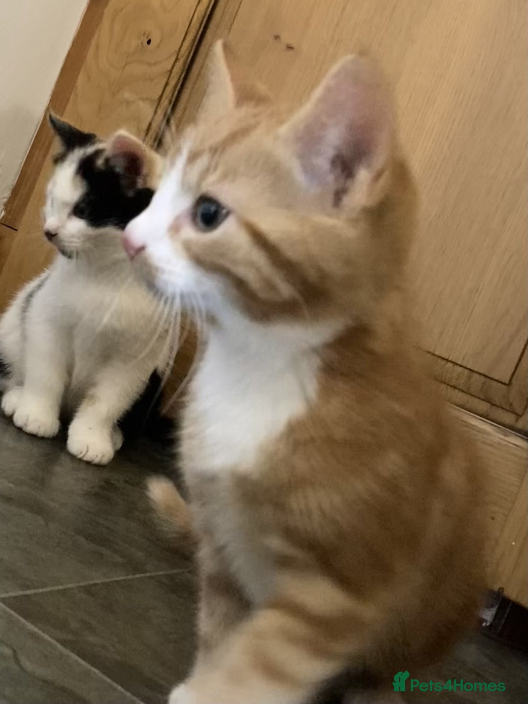 Mixed Breed cats for sale: KITTENS for Sale - Boys and Girls - Advert 10