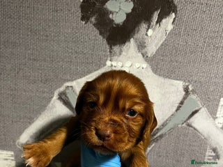 Cocker Spaniel dogs cocker spaniel - Advert 12