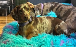 Mixed Breed dogs for sale: Re homing my dogs - Image 9