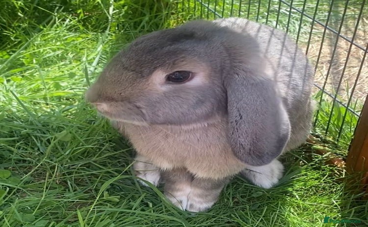 Dwarf Lop rabbits - Advert 1
