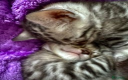 Bengal cats for sale: Stunning Silver Bengal Kittens 😻 - Image 11