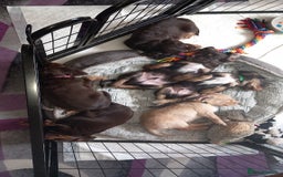 Cocker Spaniel dogs for sale: Chocolate & Tan, Working cocker boys available! - Image 11
