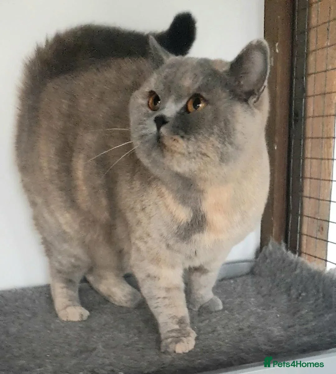 British Shorthair cats for sale: Beautiful Cream Bi-Colour Female Kitten - Advert 3