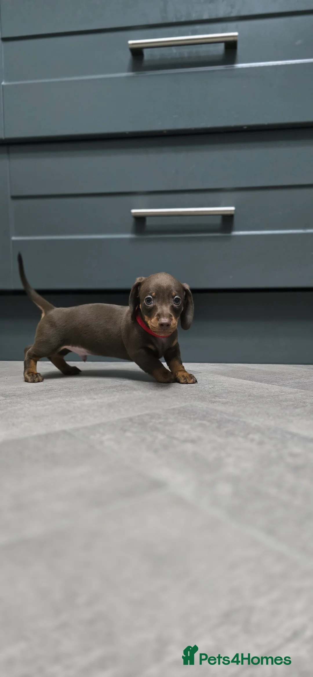 Miniature Dachshund dogs for sale: KC registered miniature Dachshund 🐶  - Advert 20