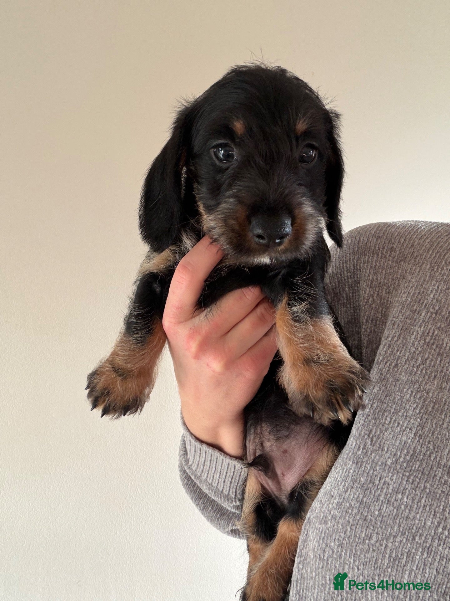 Dachshund dogs BOY Available - Wire haired miniature dachsunds - Advert 1