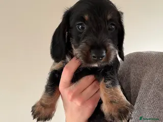 Dachshund dogs BOY Available - Wire haired miniature dachsunds - Advert 1