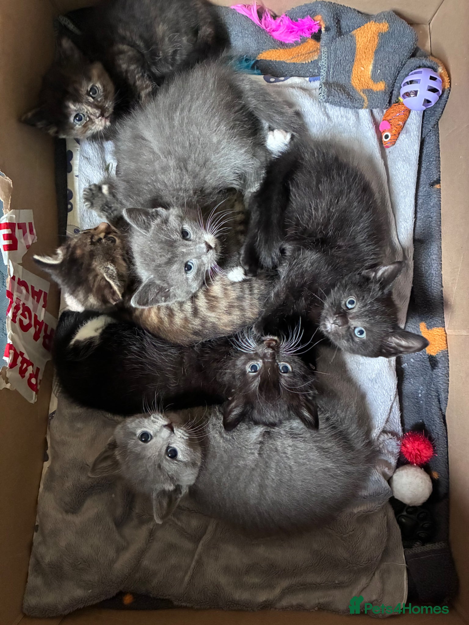 Russian Blue cats Russian Blue x kittens - Advert 6