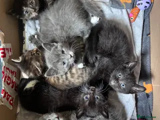 Russian Blue cats Russian Blue x kittens - Advert 6