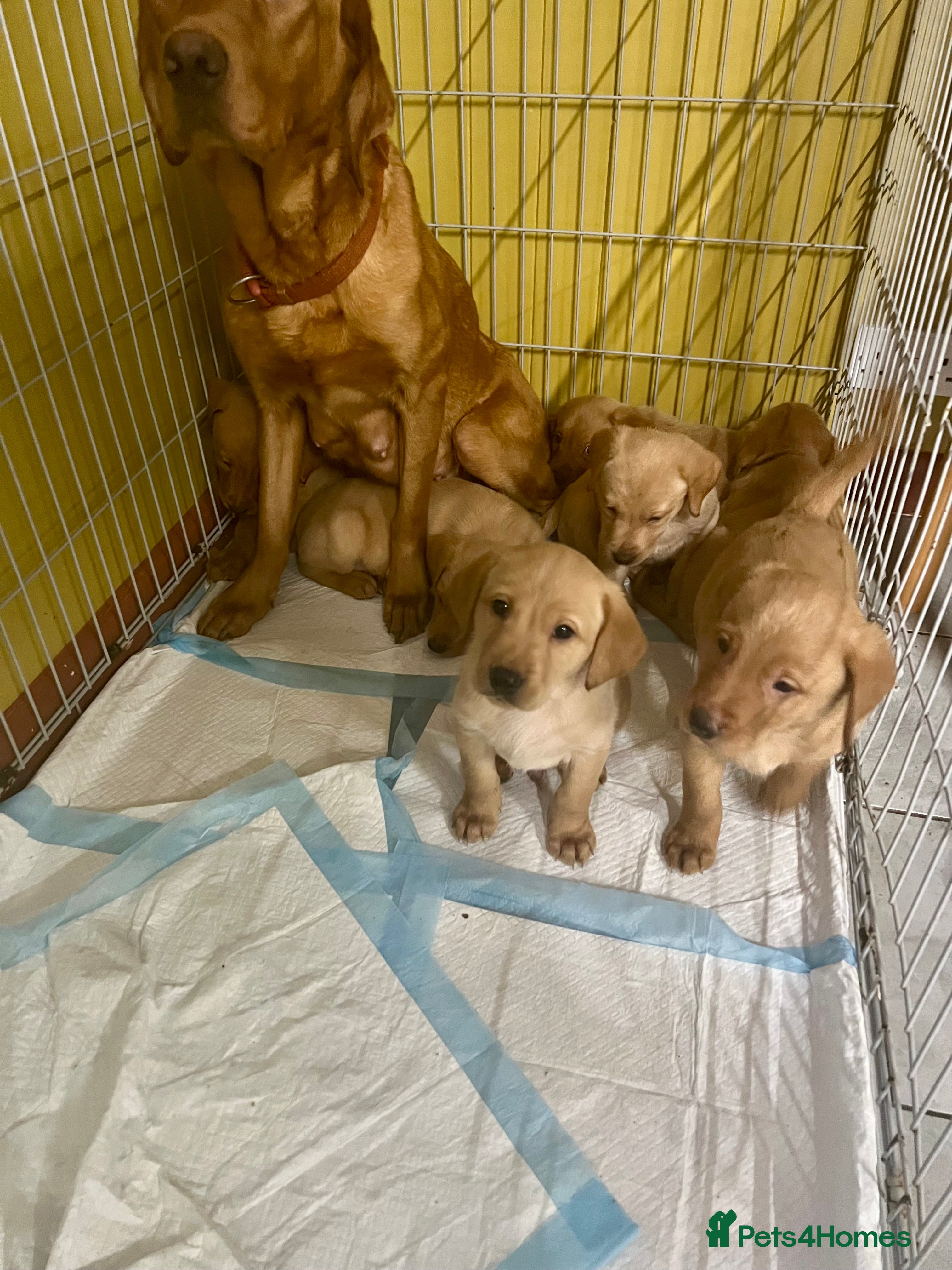 Labrador Retriever dogs Fox Red Labrador Puppies - Advert 4