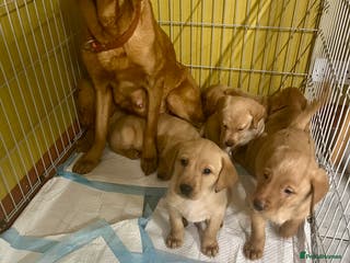Labrador Retriever dogs Fox Red Labrador Puppies - Advert 4