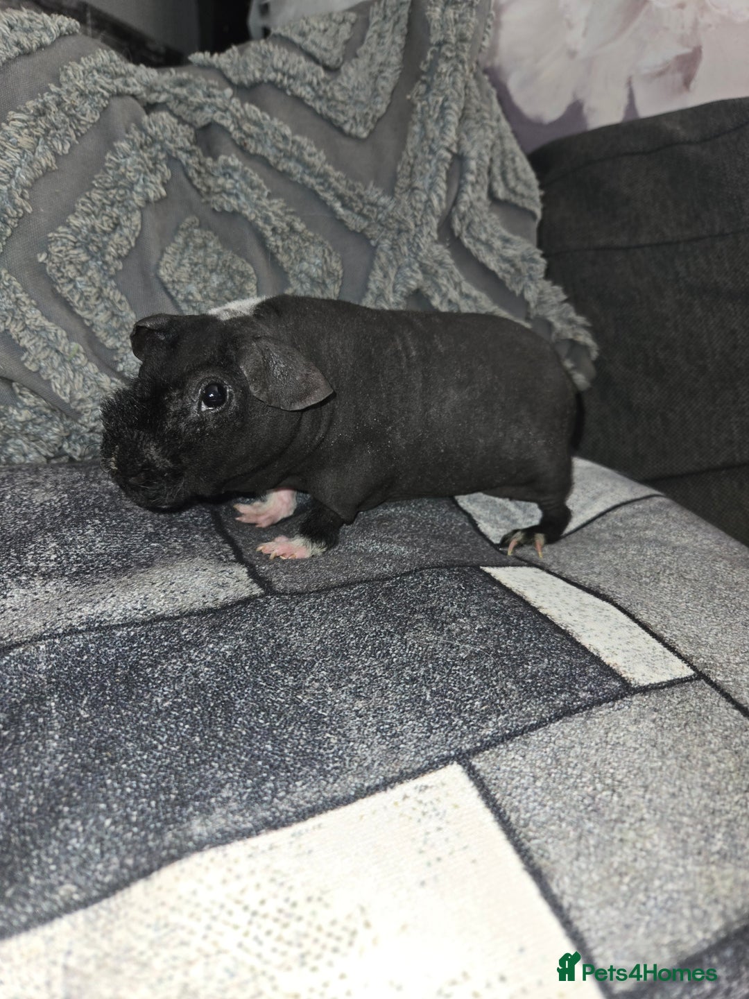Guinea Pig rodents for sale: Friendly baby Skinny pig male - Advert 2