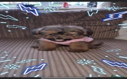 Cavapoo dogs for stud: Extensively Health Tested Deep Red Tiny Toy Poodle in Mansfield - Image 28