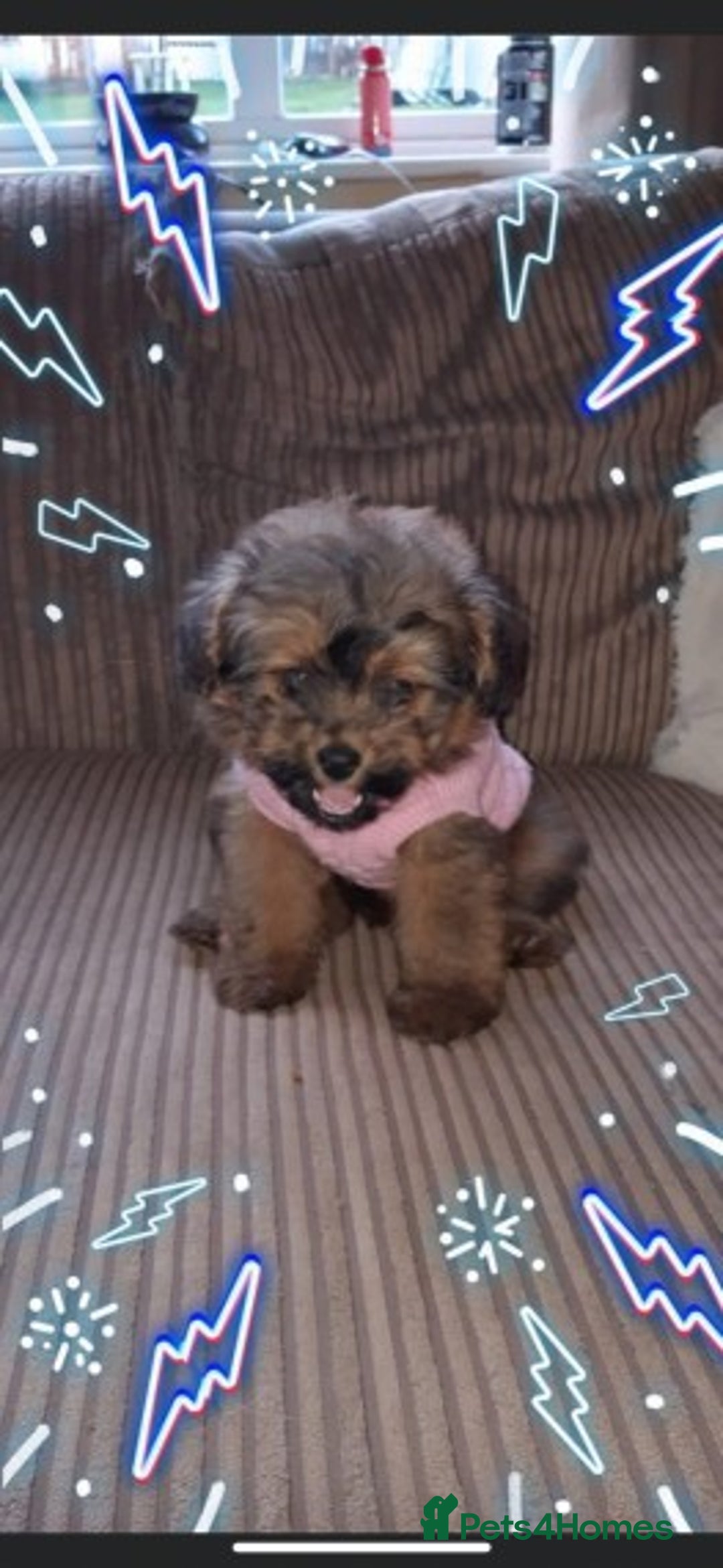Cavapoo dogs for stud: Extensively Health Tested Deep Red Tiny Toy Poodle in Mansfield - Image 28
