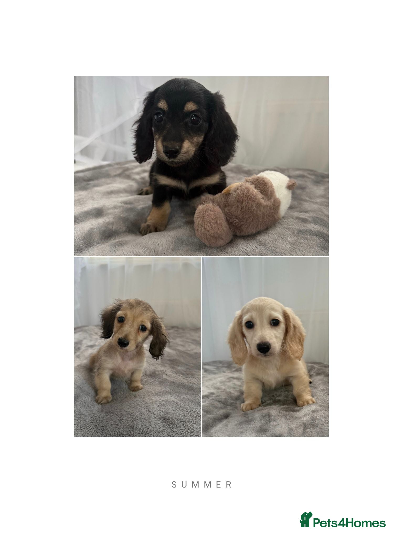 Miniature Dachshund dogs Beautiful long coat puppies ready now - Advert 5