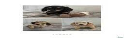 Miniature Dachshund dogs for sale: Beautiful long coat puppies ready now - Advert 1