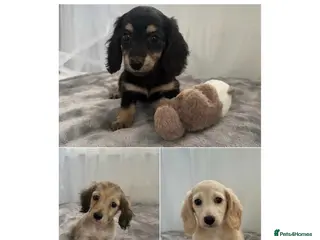 Miniature Dachshund dogs Beautiful long coat puppies ready now - Advert 5