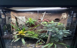 Frog reptiles for sale: Mantella Dart Frogs and Geckos - Image 3