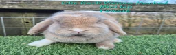 Mini Lop rabbits for sale: Various Adult Mini Lops - Advert 13