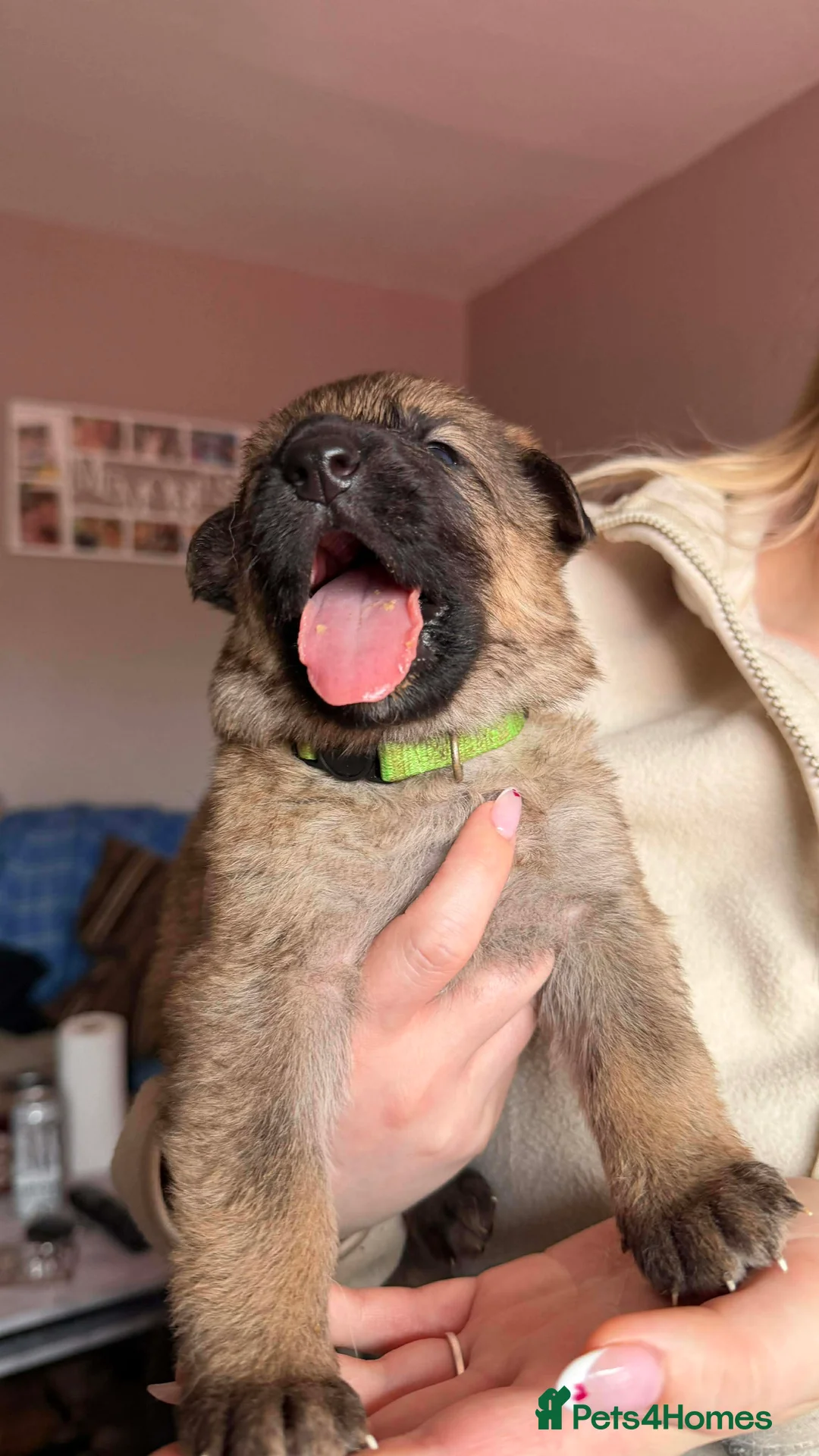 German Shepherd dogs for sale: German Shepherd Puppies - Advert 19