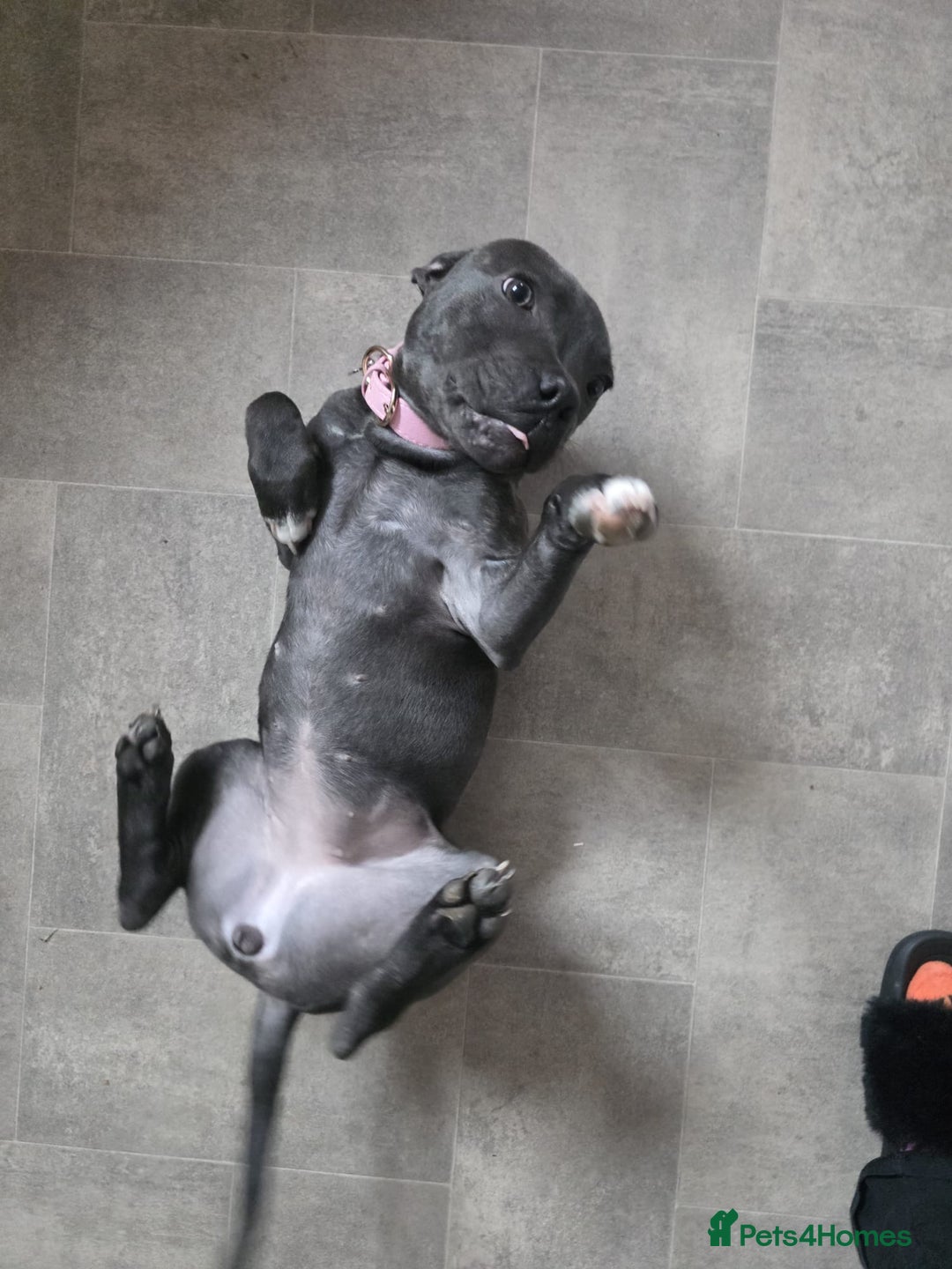 Staffordshire Bull Terrier dogs for sale: LUNA THE STAFFORDSHIRE BULL TERRIER  - Advert 2