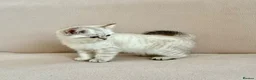 British Shorthair cats for sale: 🐾 Purebred Golden BSH kittens 🐾  in Leeds - Advert 7