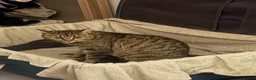 Mixed Breed cats for sale: 3 kittens  - Advert 1