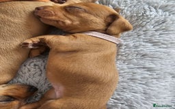 Miniature Dachshund dogs for sale: Mini Dachshund Puppies - Image 9