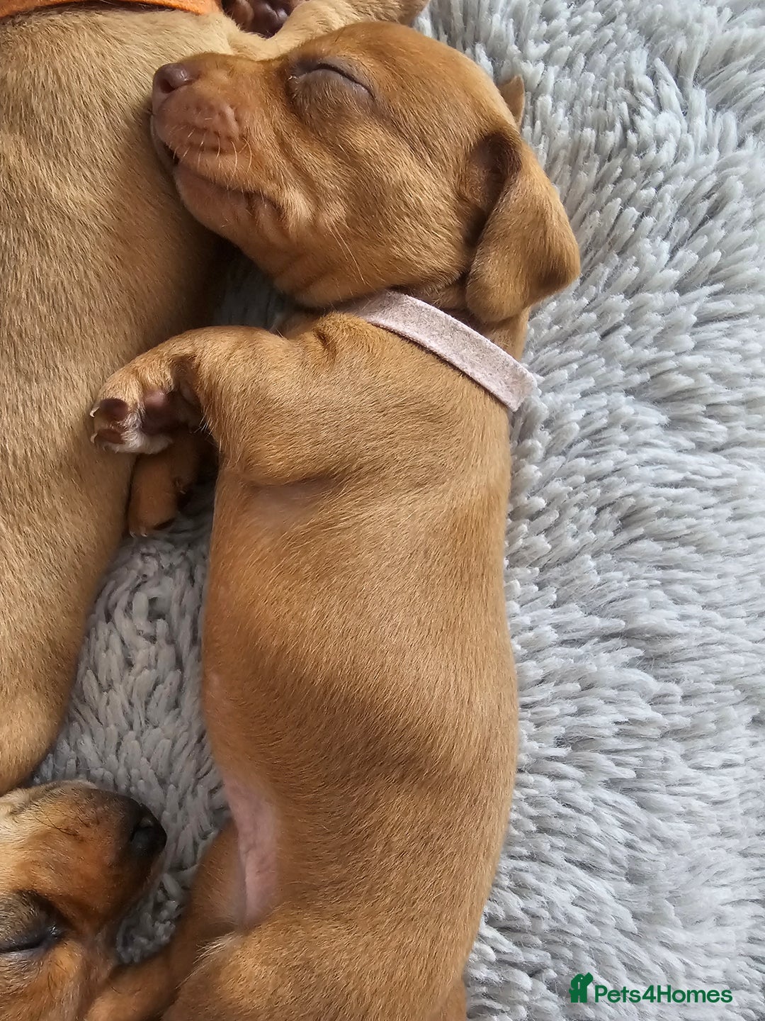 Miniature Dachshund dogs for sale: Mini Dachshund Puppies - Image 9