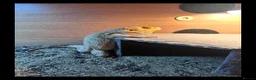 Bearded Dragon reptiles for sale: Bearded dragon & set up in Bacup - Advert 5